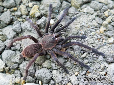 Chilobrachys dyscolus blue 1,5DC (3cm) 30,00 zł