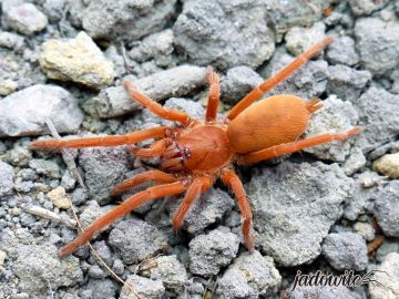 Orphnaecus philippinus ♀ 2,5DC (5cm) 100,00 zł