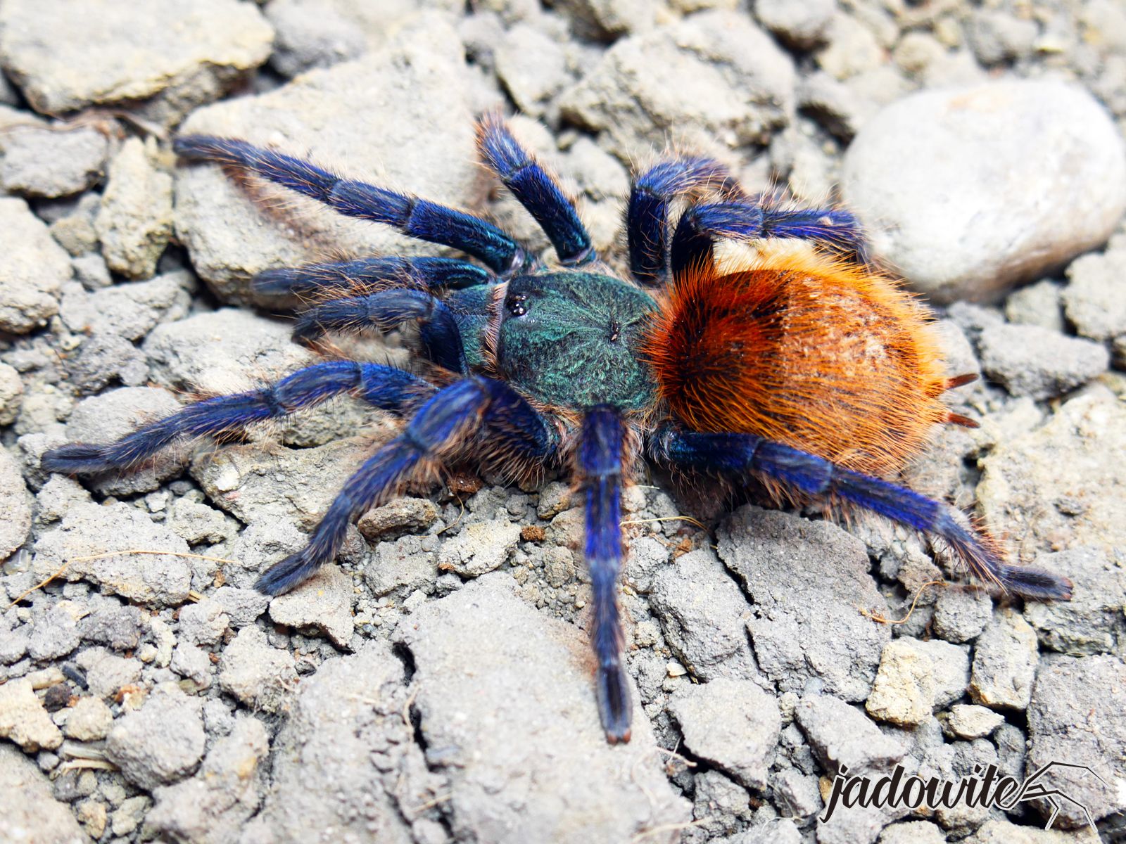 Chromatopelma cyaneopubescens ♀ 2DC (3-3,5cm) 165,00 zł