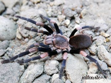 Haplocosmia himalayana L2 (1,5cm) 35,00 zł