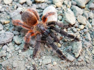 Psalmopoeus victori ♂ 2,5-3DC (5,5cm) 199,00 zł