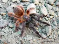 Psalmopoeus victori ♂ 2,5-3DC (5,5cm) 199,00 zł