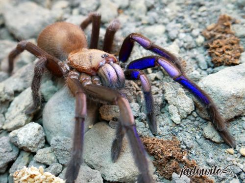 Chilobrachys natanicharum (electric blue) ♀ 3,5-4DC (8cm) 280,00 zł