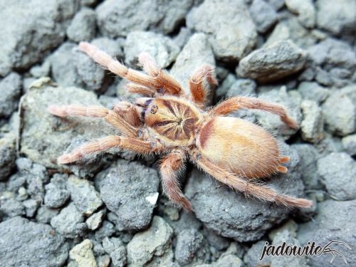 Neoholothele incei gold ♀ 1,5-2DC (3,5cm) 80,00 zł