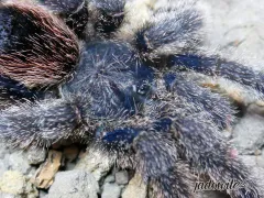 Avicularia juruensis (morph. 2) 1,5DC (3cm) 80,00 zł 2