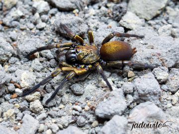 Fufius lanicius L4/5 (1,5cm) 50,00 zł