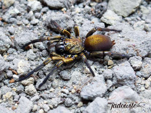 Fufius lanicius L4/5 (1,5cm) 50,00 zł