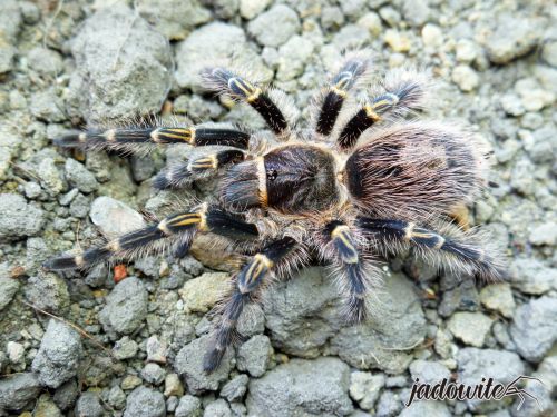 Grammostola pulchripes L3 (1,5cm) 35,00 zł