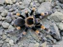 Brachypelma hamorii L1/2 (1cm) 35,00 zł