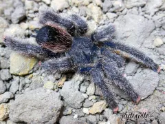 Avicularia juruensis (morph. 2) 1,5DC (3cm) 80,00 zł