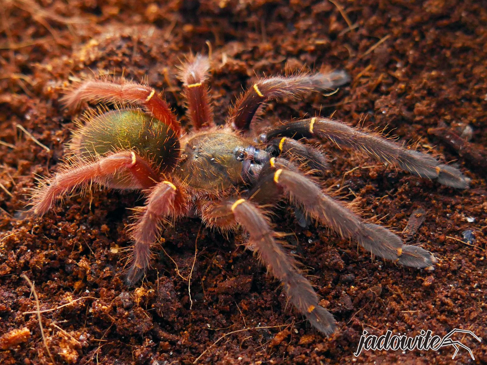 Ephebopus cyanognathus L2 (1,5cm) 100,00 zł