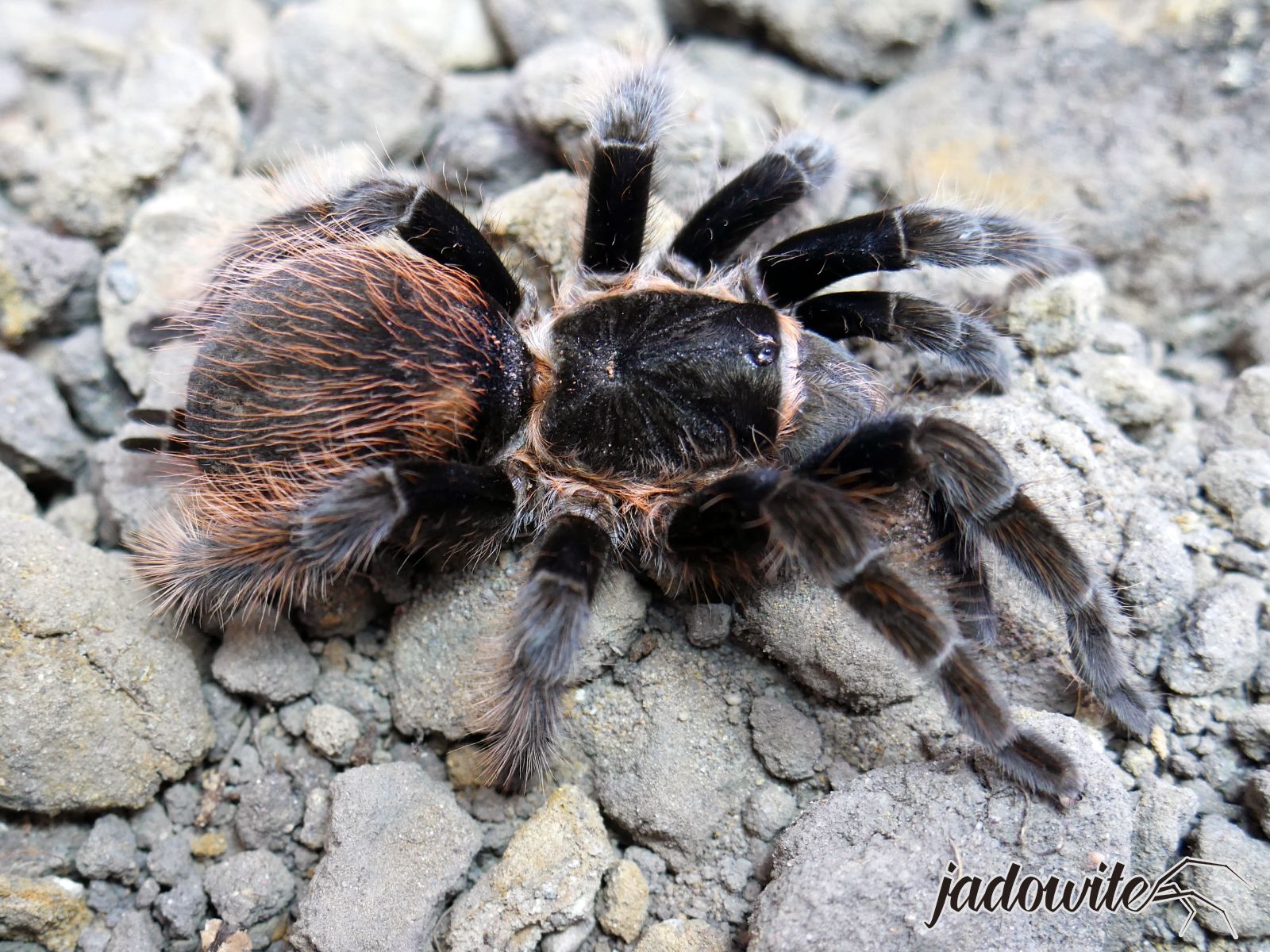 Sericopelma sp. angustum L3 (1,5cm) 20,00 zł