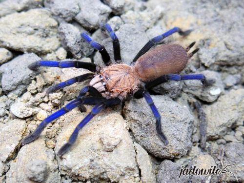 Birupes simoroxigorum L2 (1,5cm) 250,00 zł