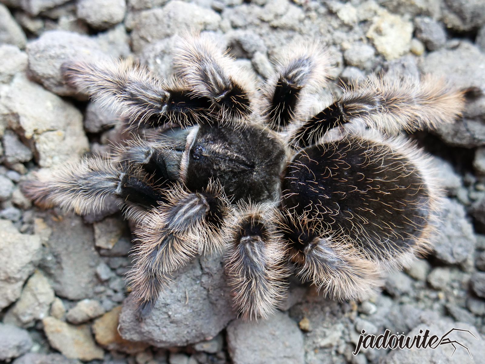 Tliltocatl albopilosus (Nicaragua) L1/2 (1cm) 15,00 zł