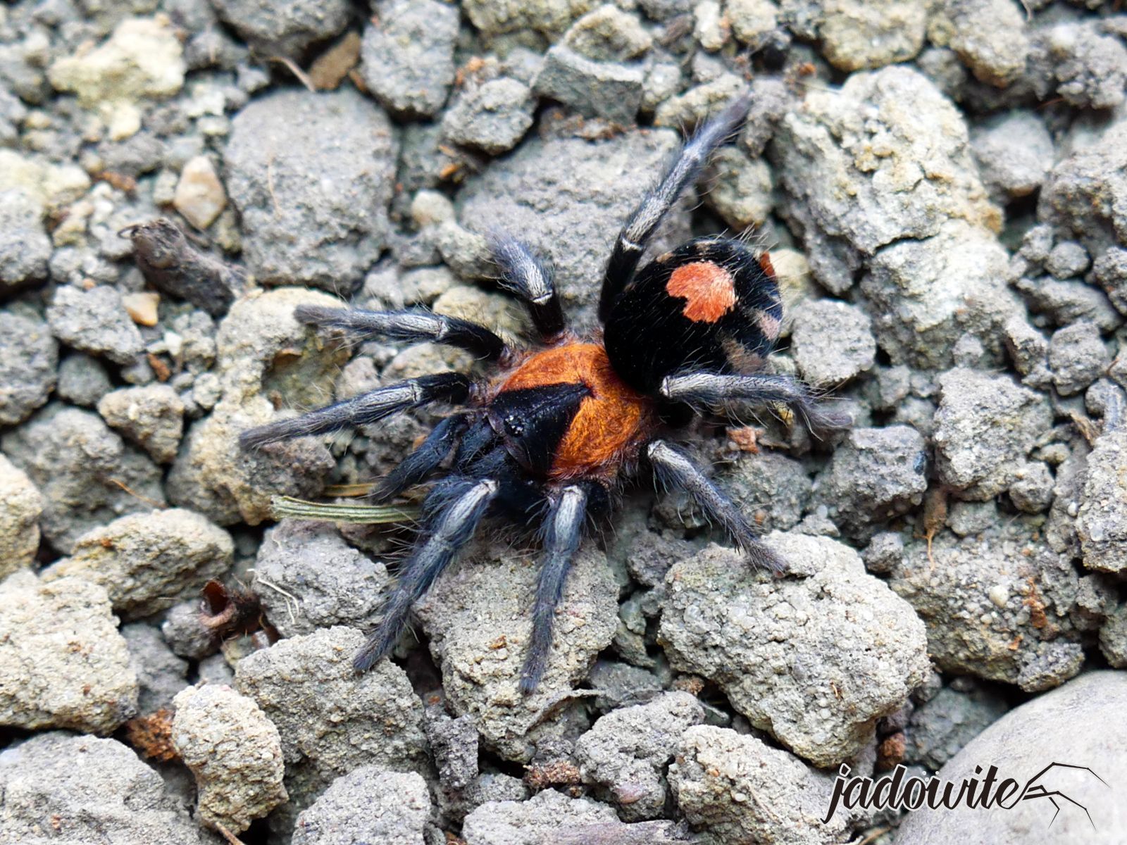 Cyriocosmus elegans ♀ 1DC (1,5-2cm) 140,00 zł