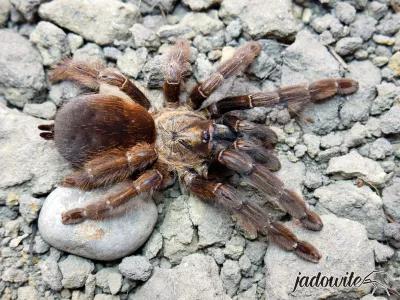 Psalmopoeus reduncus ♂ 2,5-3DC (5cm) 35,00 zł