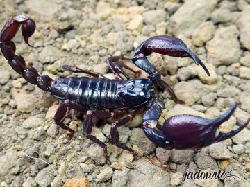 Heterometrus silenus ADULT (8-9cm) 140,00 zł