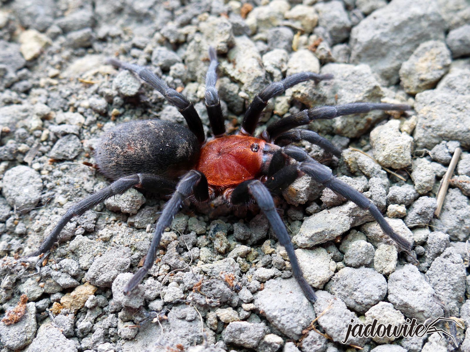 Bumba horrida ♂ 3,5-4DC (8cm) 75,00 zł