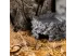 Wilgotna jaskinia ceramiczna ROGOWA Wet Rock S Exo Terra 39,99 zł