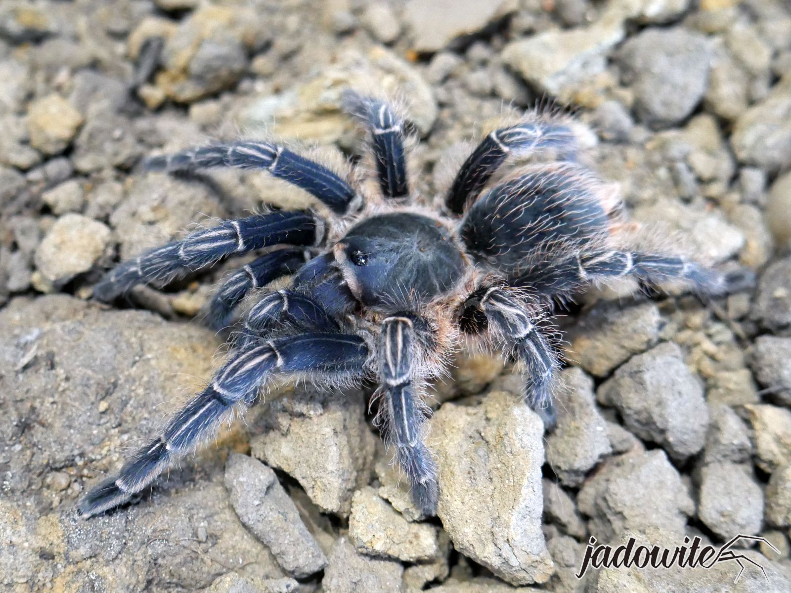 Aphonopelma seemanni L4 (2cm) 60,00 zł