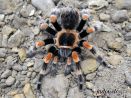 Brachypelma hamorii L1/2 (1cm) 35,00 zł