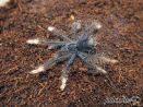 Theraphosa apophysis L2 (3,5cm) 250,00 zł