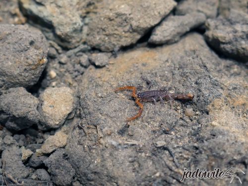 Janalychas tricarinatus L2 (1cm) 25,00 zł