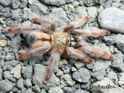 Psalmopoeus pulcher ♂ 3,5DC (6cm) 49,00 zł