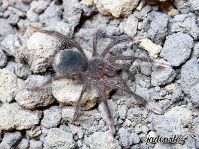 Theraphosa stirmi ♀ 3DC (6cm) 550,00 zł