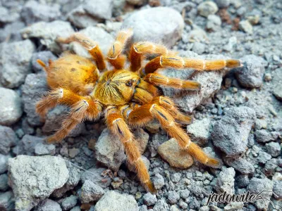 Pterinochilus murinus 'usambara' 1,5-2DC (3cm) 35,00 zł