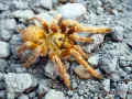 Pterinochilus murinus 'usambara' 1,5-2DC (3cm) 35,00 zł