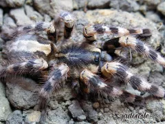 Poecilotheria formosa L2 (2,5cm) 45,00 zł