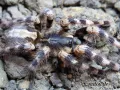 Poecilotheria formosa L2 (2,5cm) 45,00 zł