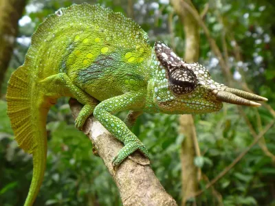 Terrarium dla kameleona SIATKOWE 45x45x90cm Exo Terra 649,99 zł