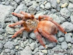 Amazonius germani L3 (1,5cm) 20,00 zł