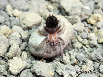 Brachypelma albiceps ♂ 3DC (4,5cm) 90,00 zł