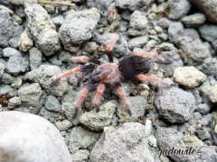 Brachypelma boehmei ♂ 1,5-2DC (3cm) 69,00 zł