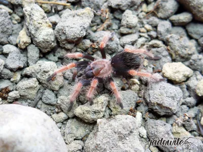 Brachypelma boehmei ♂ 1,5-2DC (3cm) 69,00 zł