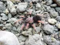 Brachypelma boehmei ♂ 1,5-2DC (3cm) 69,00 zł
