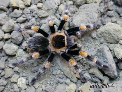 Brachypelma hamorii ♂ 2.5DC (4cm) 85,00 zł