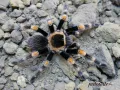 Brachypelma hamorii ♂ 2.5DC (4cm) 85,00 zł