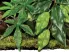 Roślina sztuczna do terrarium Abutilon Large Exo Terra 69,99 zł