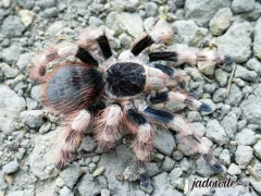 Nhandu coloratovillosus L3/4 (1,5cm) 25,00 zł