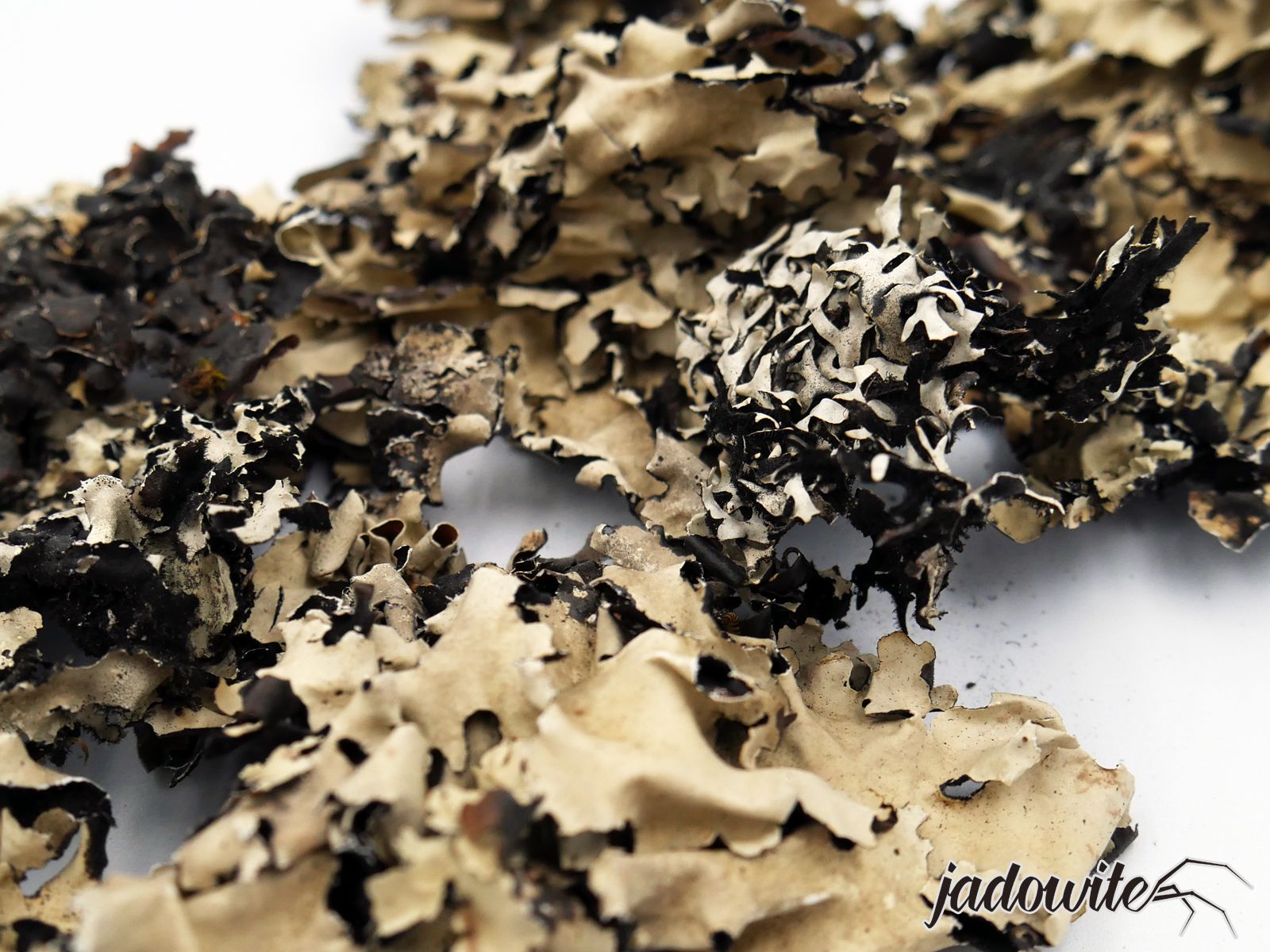 Czarny porost Black Lichen 20g - do detailingu 10,00 zł