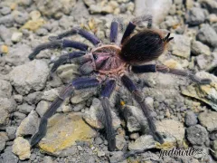 Phormictopus sp. Dominican purple L2 (1,5cm) 180,00 zł