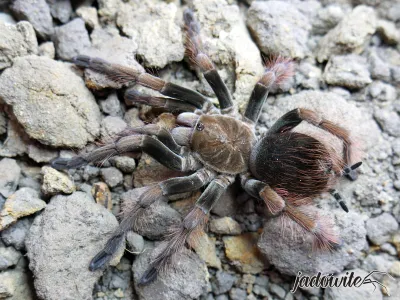 Pamphobeteus sp. Mascara L2 (2cm) 120,00 zł
