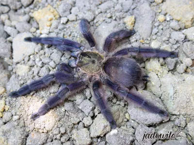 Tapinauchenius rasti L2 (1,5cm) 50,00 zł