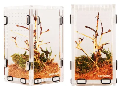Terrarium akrylowe dla modliszki, skakuna 8x9x15cm Terrario 79,99 zł