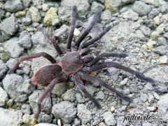 Chilobrachys dyscolus blue ♀ 2,5-3DC (5cm) 75,00 zł