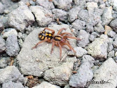 Hapalopus formosus 1DC (2cm) 35,00 zł